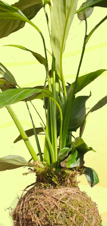 Taller de kokedamas