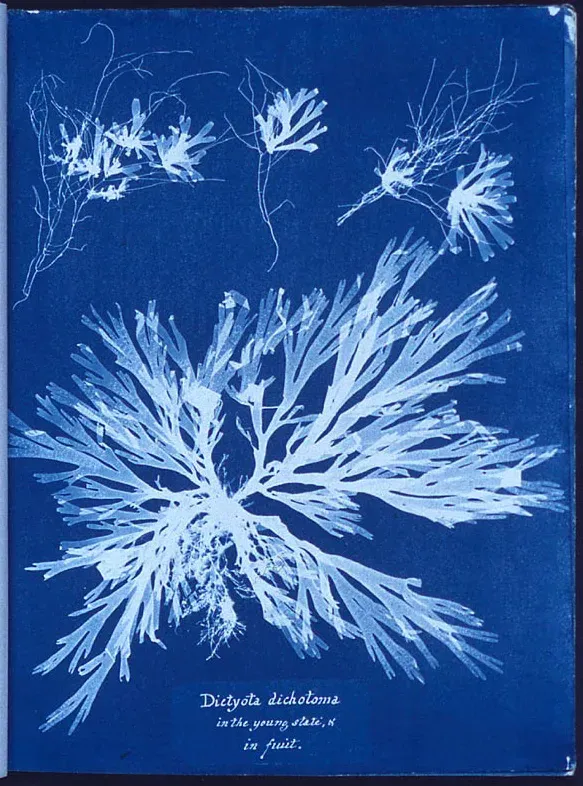cianotipia